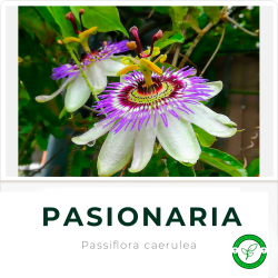 Pasionaria