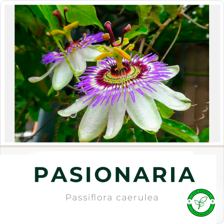 Pasionaria