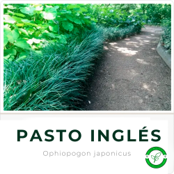 Pasto Inglés