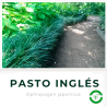 Pasto Inglés