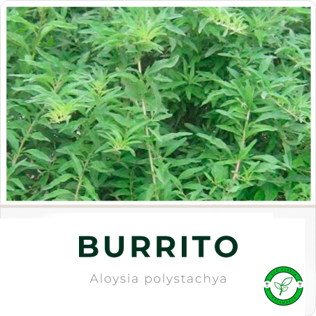 Burrito 3L