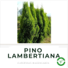 Pino Lambertiana