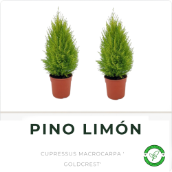 Pino Limon 3L