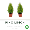 Pino Limon 3L