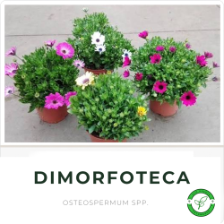 Dimoforteca