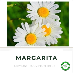 Margarita