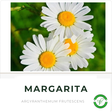 Margarita