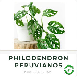 Pilolendro Peruviano