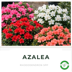 Azalea 5L