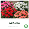 Azalea 5L