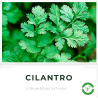 Cilantro