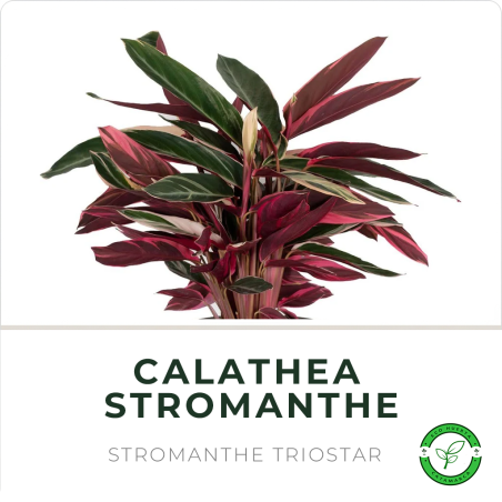 Calathea Stromanthe